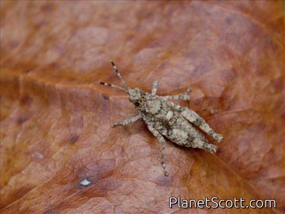 Gaudy Grasshopper (Chrotogonus sp)