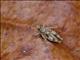 Bandwing Grasshopper (Trilophidia conturbata)