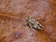 Gaudy Grasshopper (Chrotogonus sp)