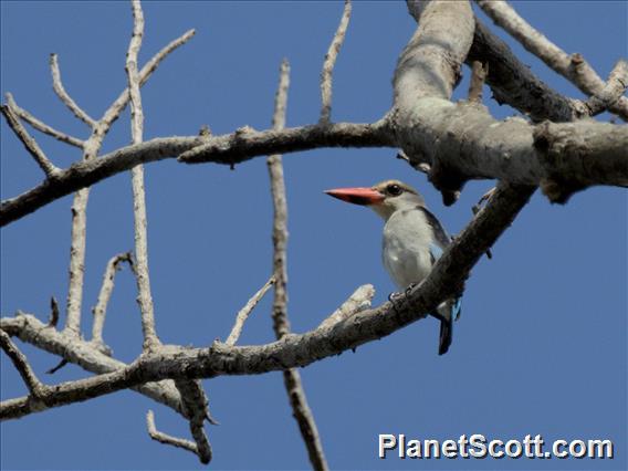 Mangrove Kingfisher (Halcyon senegaloides)