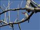 Mangrove Kingfisher (Halcyon senegaloides)