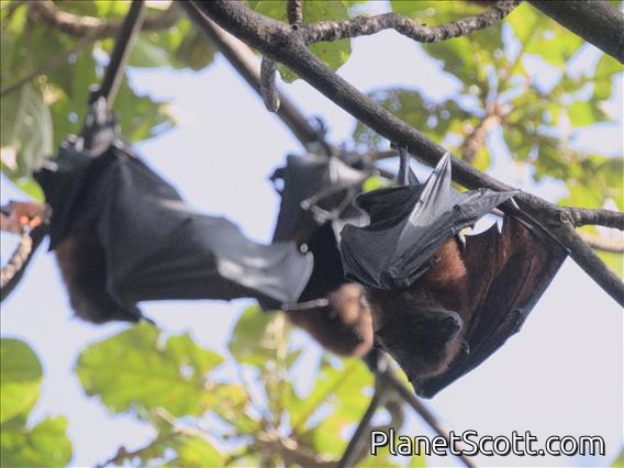 Pemba Flying Fox (Pteropus voeltzkowi)