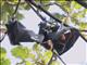 Pemba Flying Fox (Pteropus voeltzkowi)