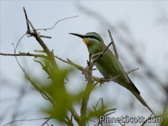 Blue-cheeked Bee-eater (Merops persicus)