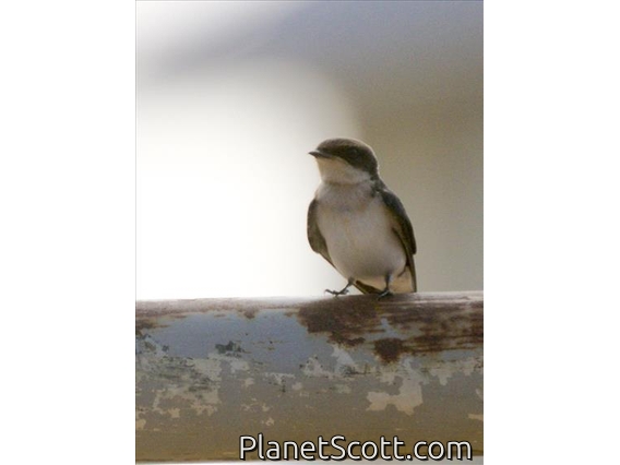 Wire-tailed Swallow (Hirumda smithii)