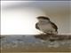 Western House-Martin (Delichon urbicum)
