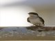 Wire-tailed Swallow (Hirumda smithii)