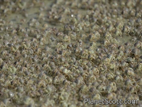 Army Crab (Dotilla fenestrata)