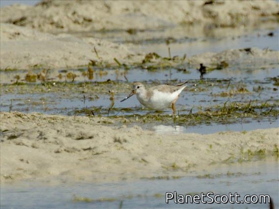 Terek Sandpiper (Xenus cinereus)