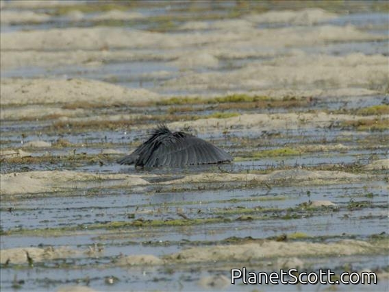 Black Heron (Egretta ardesiaca)