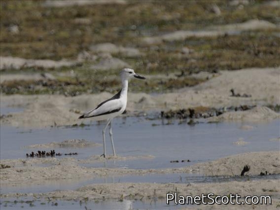 Crab-Plover (Dromas ardeola)