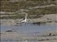 Crab-Plover (Dromas ardeola)