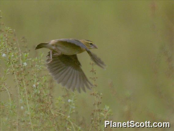 Black-winged Bishop (Euplectes hordeaceus)