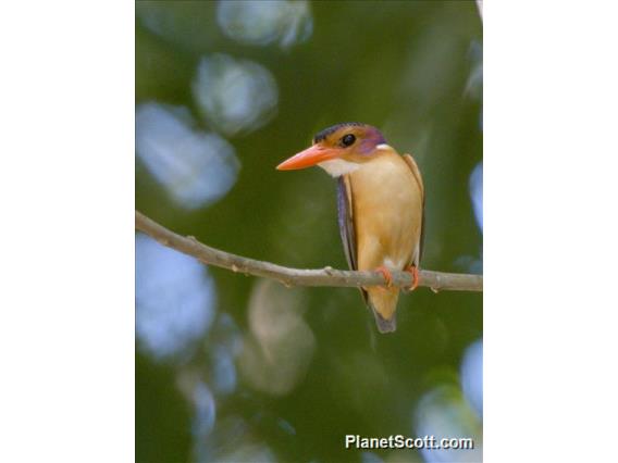 African Pygmy-Kingfisher (Ispidina picta)