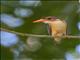 African Pygmy-Kingfisher (Ispidina picta)
