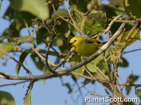 Pemba White-eye (Zosterops vaughani)