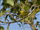 Pemba White-eye (Zosterops vaughani)