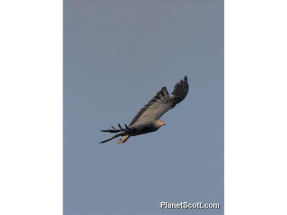 African Harrier-Hawk (Polyboroides typus)