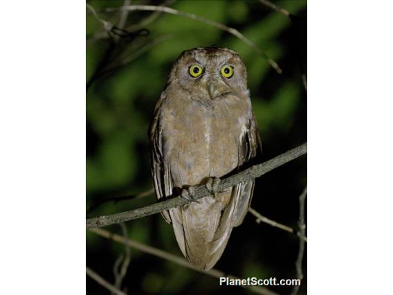 Pemba Scops-Owl (Otus pembaensis)