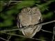 Pemba Scops-Owl (Otus pembaensis)