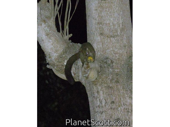 Small-eared Greater Galago (Otolemur garnettii)