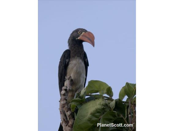 Crowned Hornbill (Lophoceros alboterminatus)