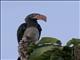 Crowned Hornbill (Lophoceros alboterminatus)