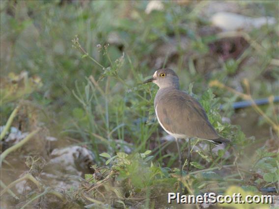 Senegal Lapwing (Vanellus lugubris)