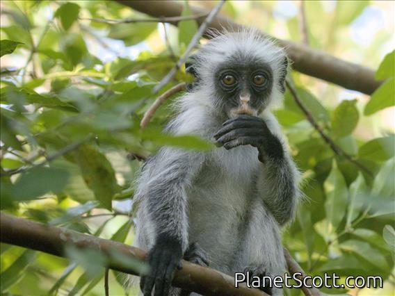 Zanzibar Red Colobus Monkey (Piliocolobus kirkii)