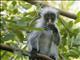 Zanzibar Red Colobus Monkey (Piliocolobus kirkii)