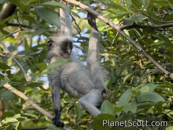 Zanzibar Red Colobus Monkey (Piliocolobus kirkii)