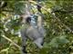 Zanzibar Red Colobus Monkey (Piliocolobus kirkii)