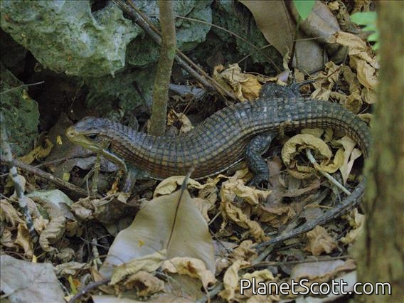 Rough-scaled Plated Lizard (Broadleysaurus major)