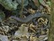 Rough-scaled Plated Lizard (Broadleysaurus major)