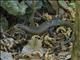 Tropical Girdled Lizard (Cordylus tropidosternum)