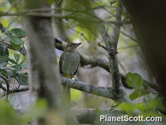 Eastern Nicator (Nicator gularis)