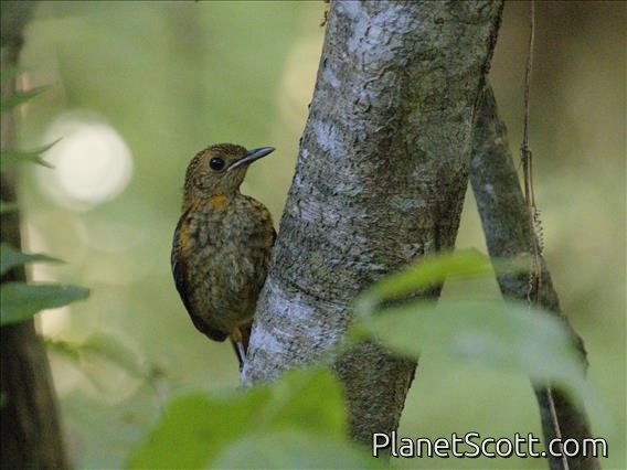 East Coast Akalat (Sheppardia gunningi) - Juvenile