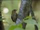 East Coast Akalat (Sheppardia gunningi) - Juvenile
