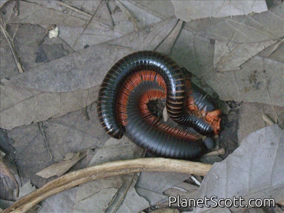 Red-legged Millipede (Epibolus pulchripes)