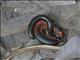 Red-legged Millipede (Epibolus pulchripes)