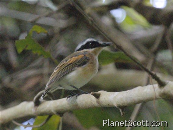 Short-tailed Batis (Batis mixta) - Female