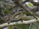 Short-tailed Batis (Batis mixta) - Female