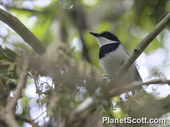 Short-tailed Batis (Batis mixta)