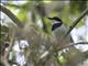 Short-tailed Batis (Batis mixta) - Male