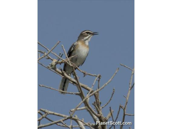 Bearded Scrub-Robin (Tychaedon quadrivirgata)
