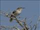 Bearded Scrub-Robin (Tychaedon quadrivirgata)