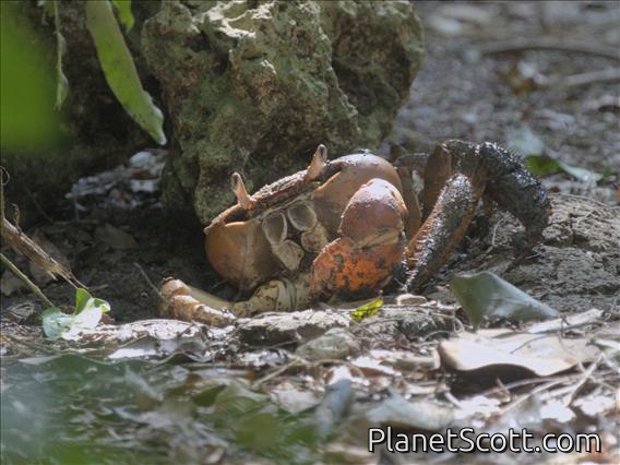 Brown Land Crab (Cardisoma carnifex)