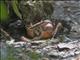 Brown Land Crab (Cardisoma carnifex)