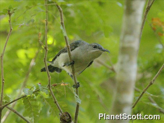 Mouse-colored Sunbird (Cyanomitra veroxii)