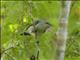 Mouse-colored Sunbird (Cyanomitra veroxii)